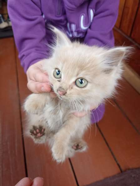 Котенок в Чите