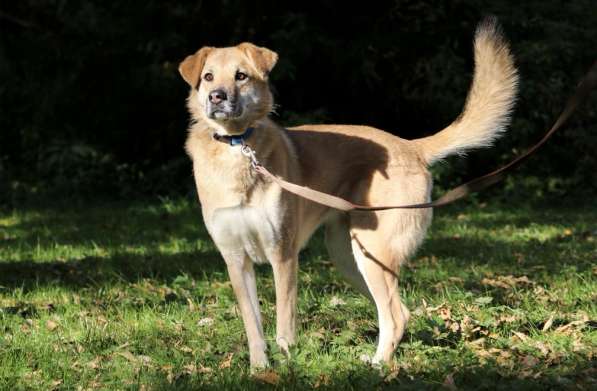 Чудесная Барабулька ищет дом и любящую семью! в Москве фото 6