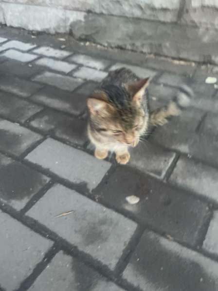 Котенок мальчик