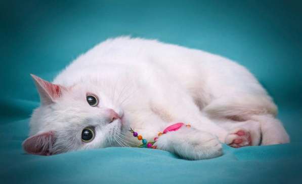 Белая кошечка Одри в добрые руки в Москве фото 7