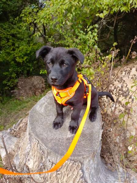 Маленький хорошенький щенок в Санкт-Петербурге