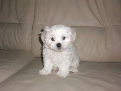 Щенки Мальтезе в Краснодаре фото 7