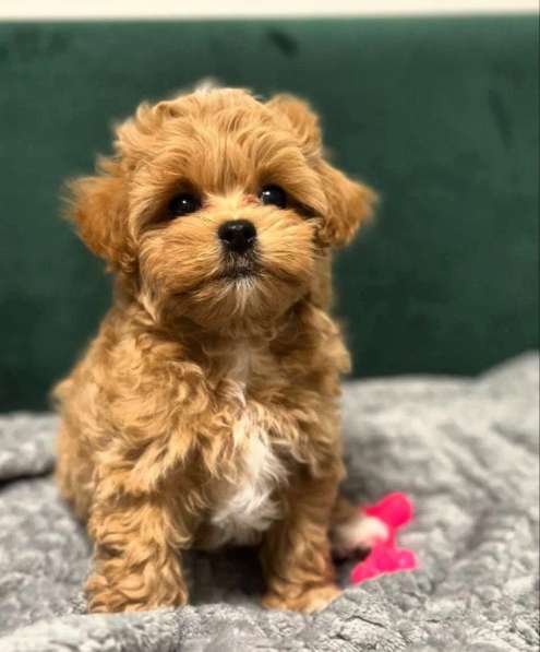 Мальтипу f1 в Москве