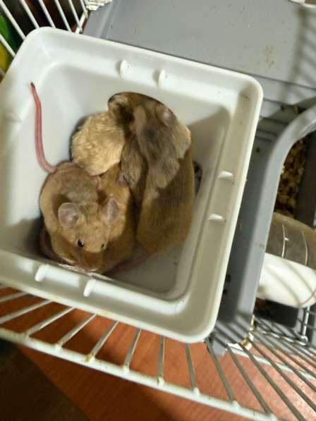 Мыши декоративные в Родниках фото 3