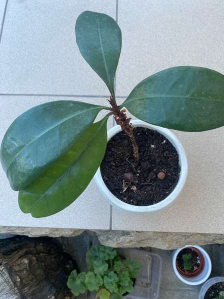 Фикусы разные в Москве