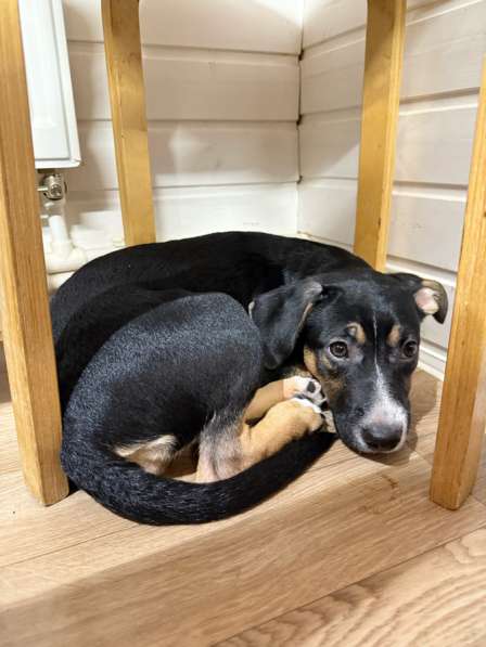 Щенок метис в Селятино