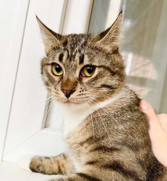 Молоденький полосатый котик Арчи в добрые руки в Москве