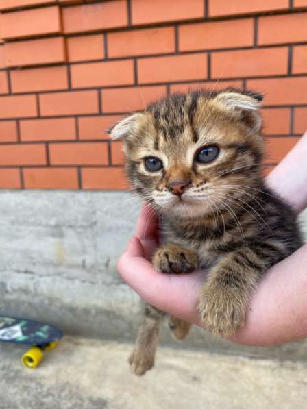 Котенок веслоухий