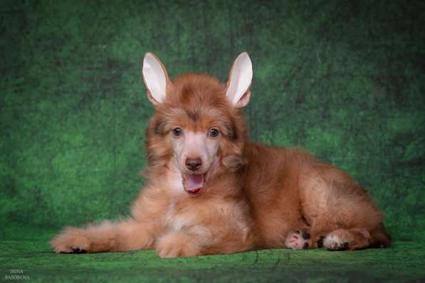 КХС в Москве фото 15