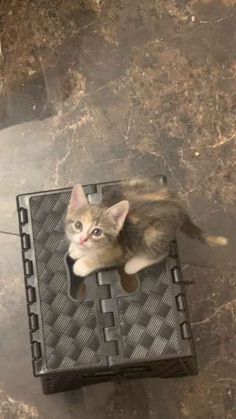 Котята в добрые руки в Махачкале фото 3
