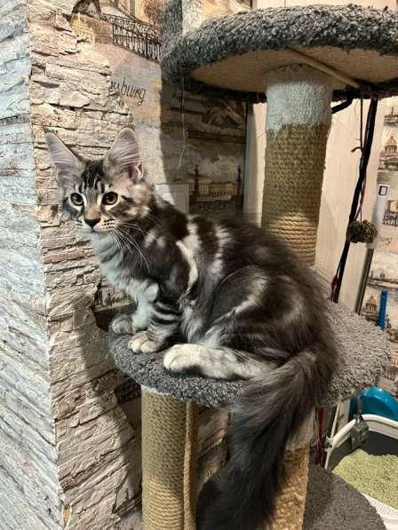 Котенок Мейн-кун с документами в Новосибирске фото 4