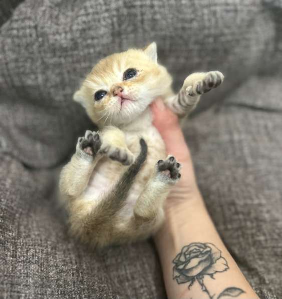 Котёнок золотая шиншилла в Калуге фото 5