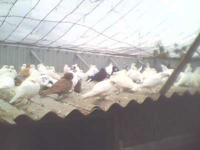 Продам голубей разных пород в Крымске фото 6