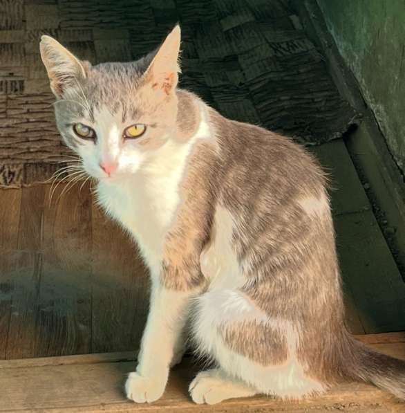 Пропал мой кот Мурзик, помогите найти, пожалуйста