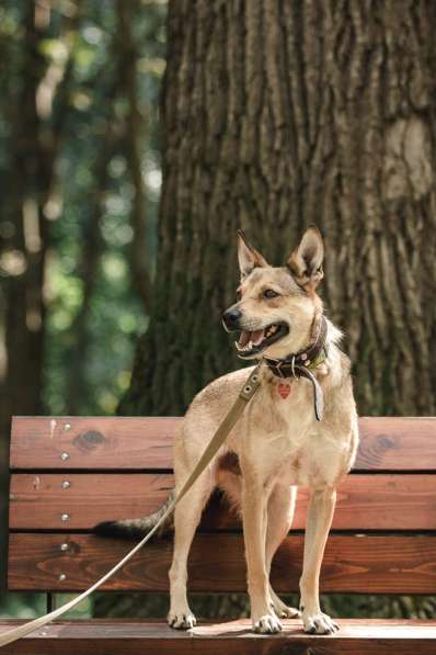 Ёжик ищет дом в Москве фото 3