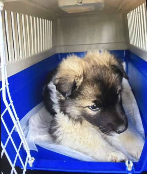 Мотя ищет дом и любимую семью в Москве фото 4