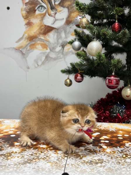 Шотландская вислоухая золотая шиншилла котеноу в Геленджике