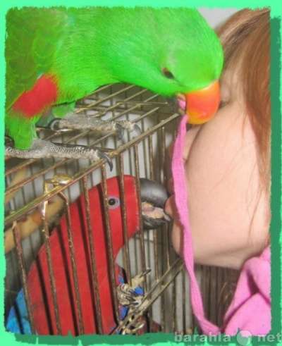 Чудные - Элитные попугаи из Питомника. Москва в Москве фото 3