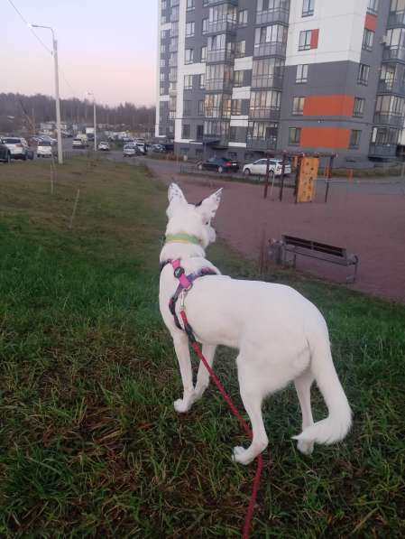 Красивая собачка ищет дом в Санкт-Петербурге фото 7