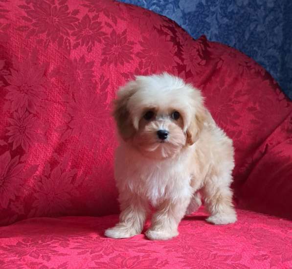 Maltipoo F - 1. Boy в фото 3