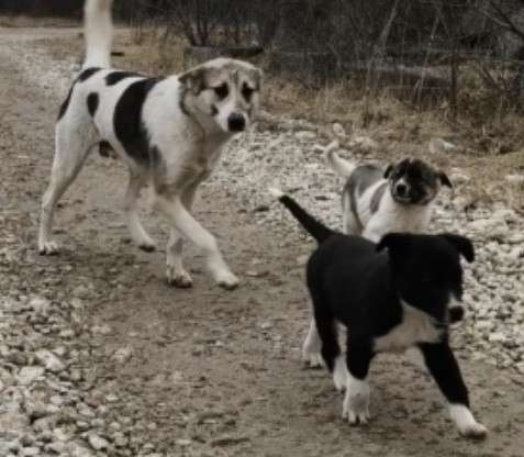 Маленькая Тяпа ищет семью в Москве фото 3