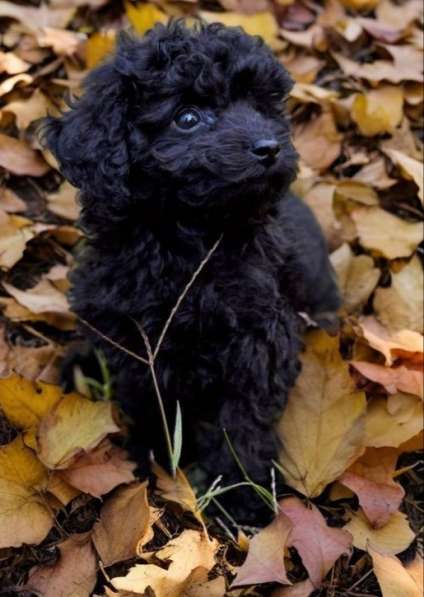 Toy poodle. Boy's в фото 3
