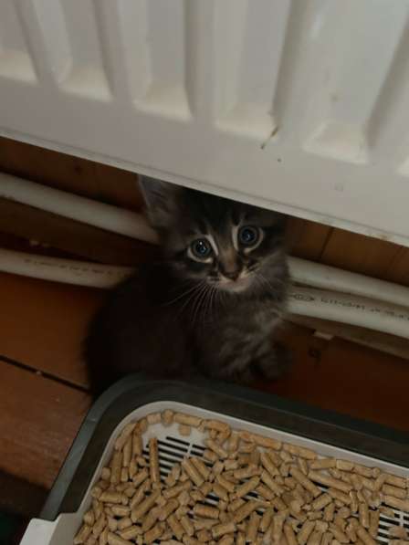 Котята в Малаховке фото 5