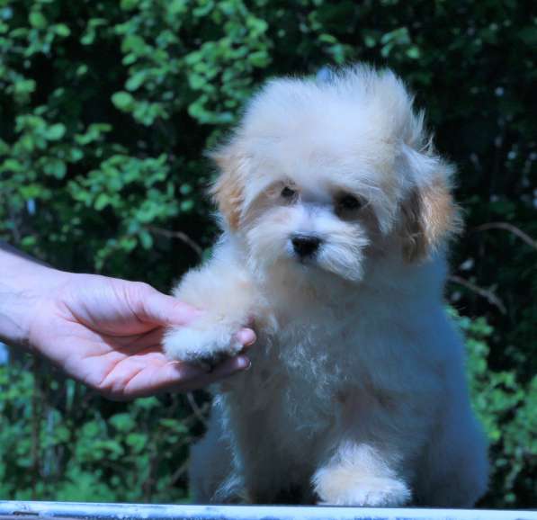 Мальтипу Ф1 щенки мини