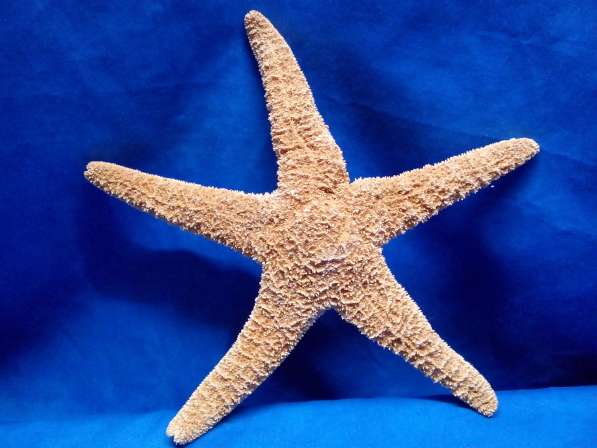 Морской сувенир - звезда мексиканская 30