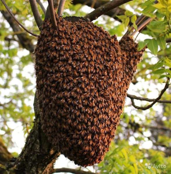 Избавлю от роя пчёл