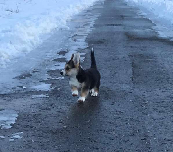 Welsh corgi pemproke в Москве фото 6