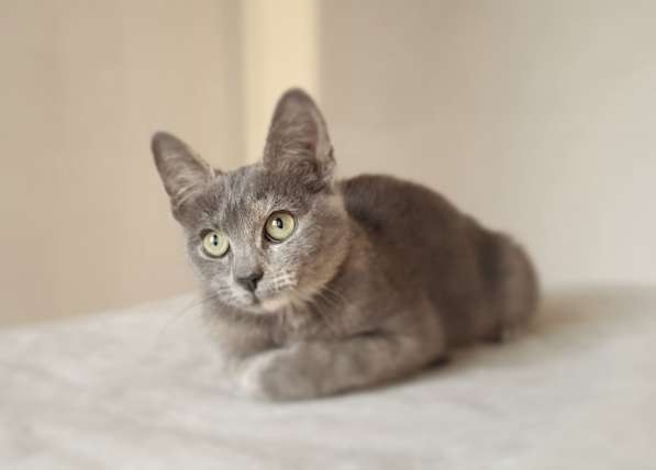 Котенок в добрые руки в Москве фото 18