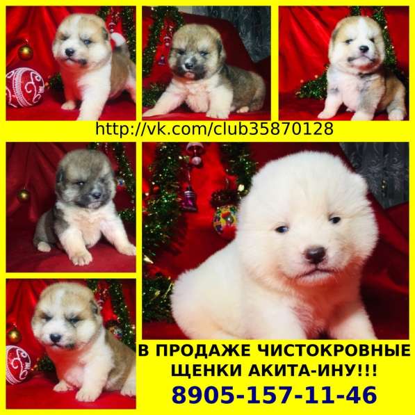 Щенки акита-ину
