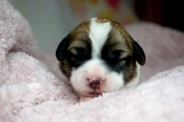 Щенки Джек Расселл Терьера FCI в фото 7