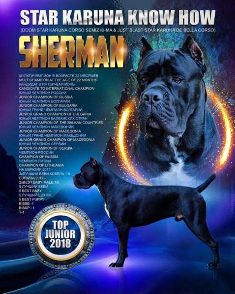 Кане корсо щенки в фото 7