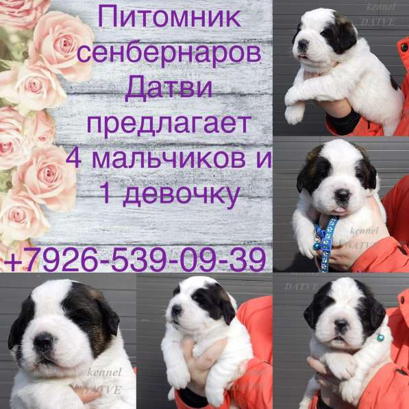 Щенки СЕНБЕРНАРА в Подмосковье в Москве фото 6