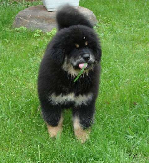 Тибетский мастиф - лучший страж на территории в Москве фото 94