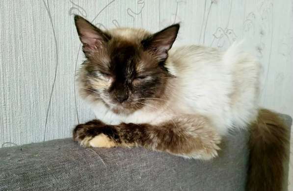 Невская красавица Сильва мечтает обрести дом в Москве фото 13