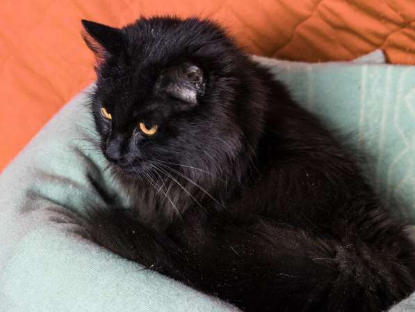 Черный кот Сэмуель–метис мейн-куна в добрые руки в Москве фото 5
