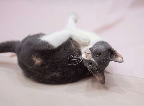 Грациозная, миниатюрная молодая домашняя кошечка Мышка в дар в Москве