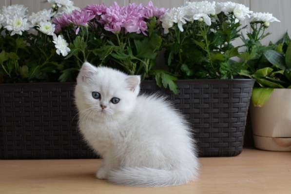 Британский мальчик роскошного окраса в Москве фото 9