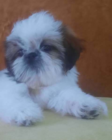 Shih - Tzu. White - golden girls