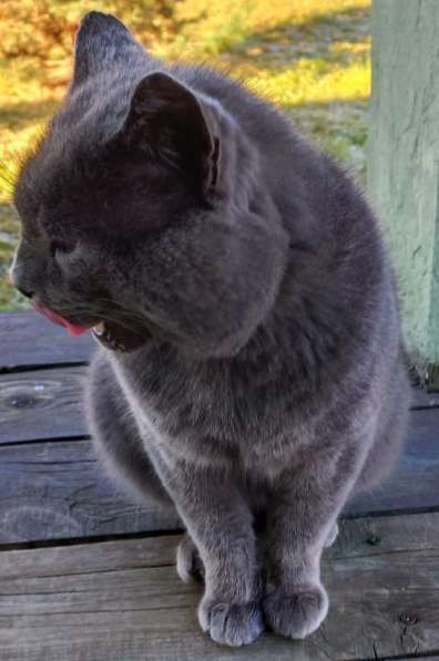 4-летний британский кот даром в Москве фото 12