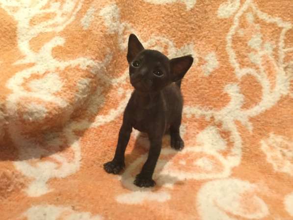 Котята Корнишрекс породистые в Санкт-Петербурге