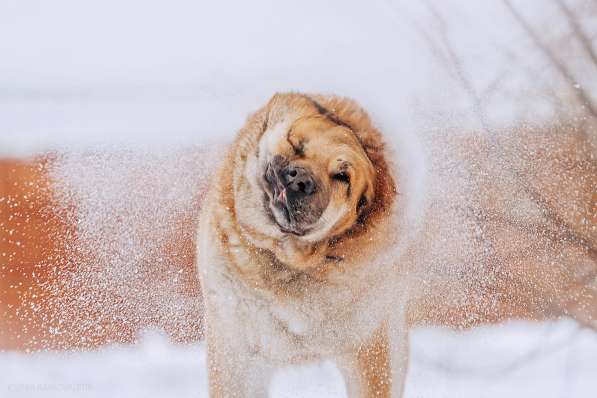 Кохинор ищет семью в Москве фото 49