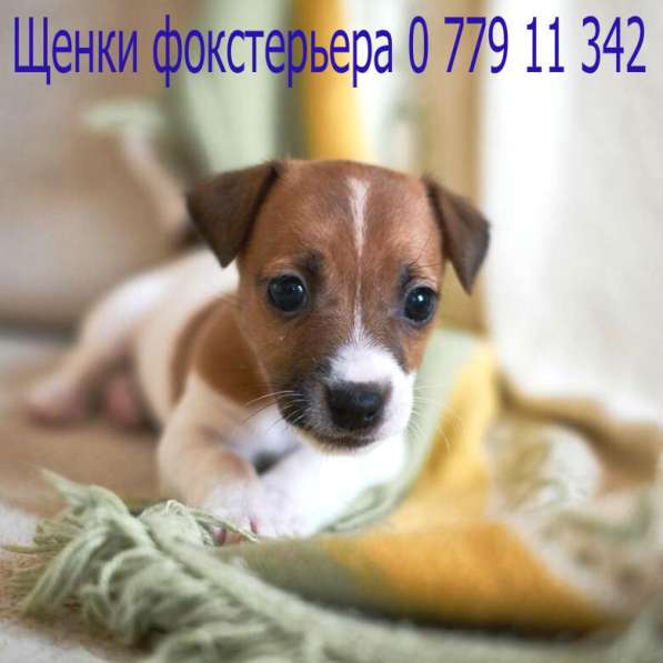 Я - ФОКСТЕРЬЕР маленький шикарный щенок от клубной вязки в фото 5