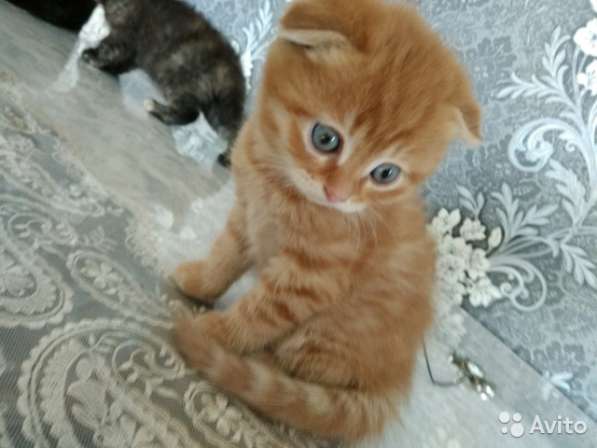 Котята вислоухие и прямоухие в Иванове фото 7