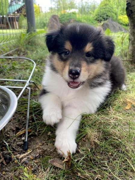 Щенок колли длинношёрстный в Екатеринбурге фото 34