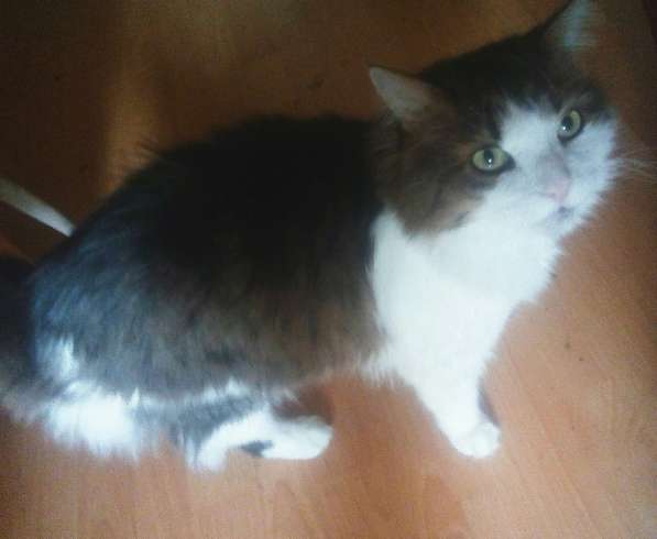 Отдам котика в добрые руки!!!!)))))