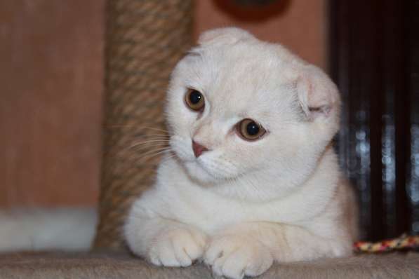 Шотландский скоттиш фолд в Москве фото 9